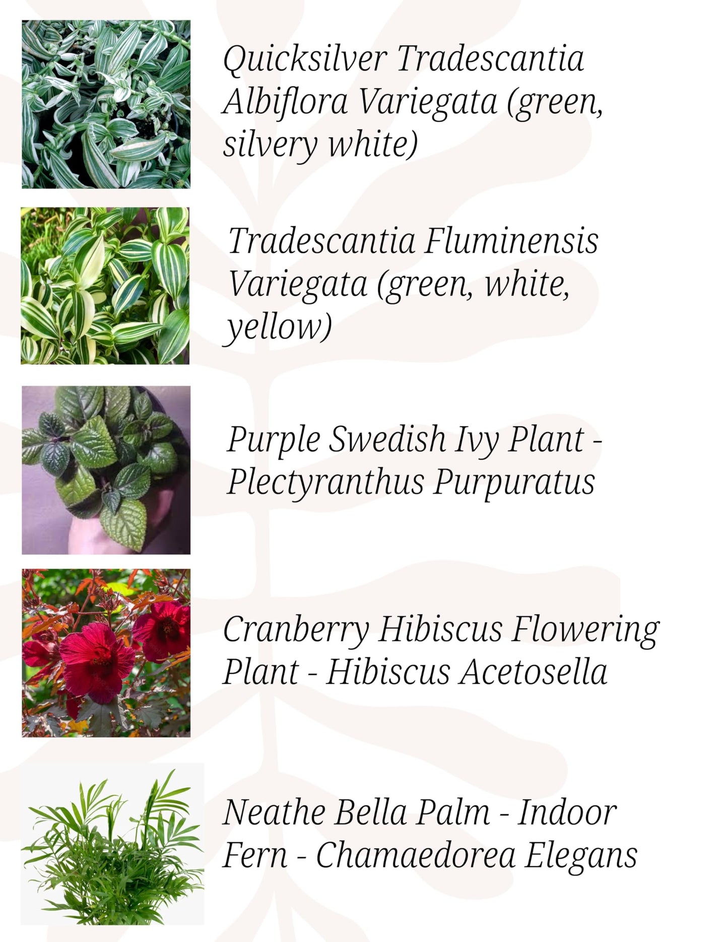 Indoor Plants, 4 Pack, Low Light Plants