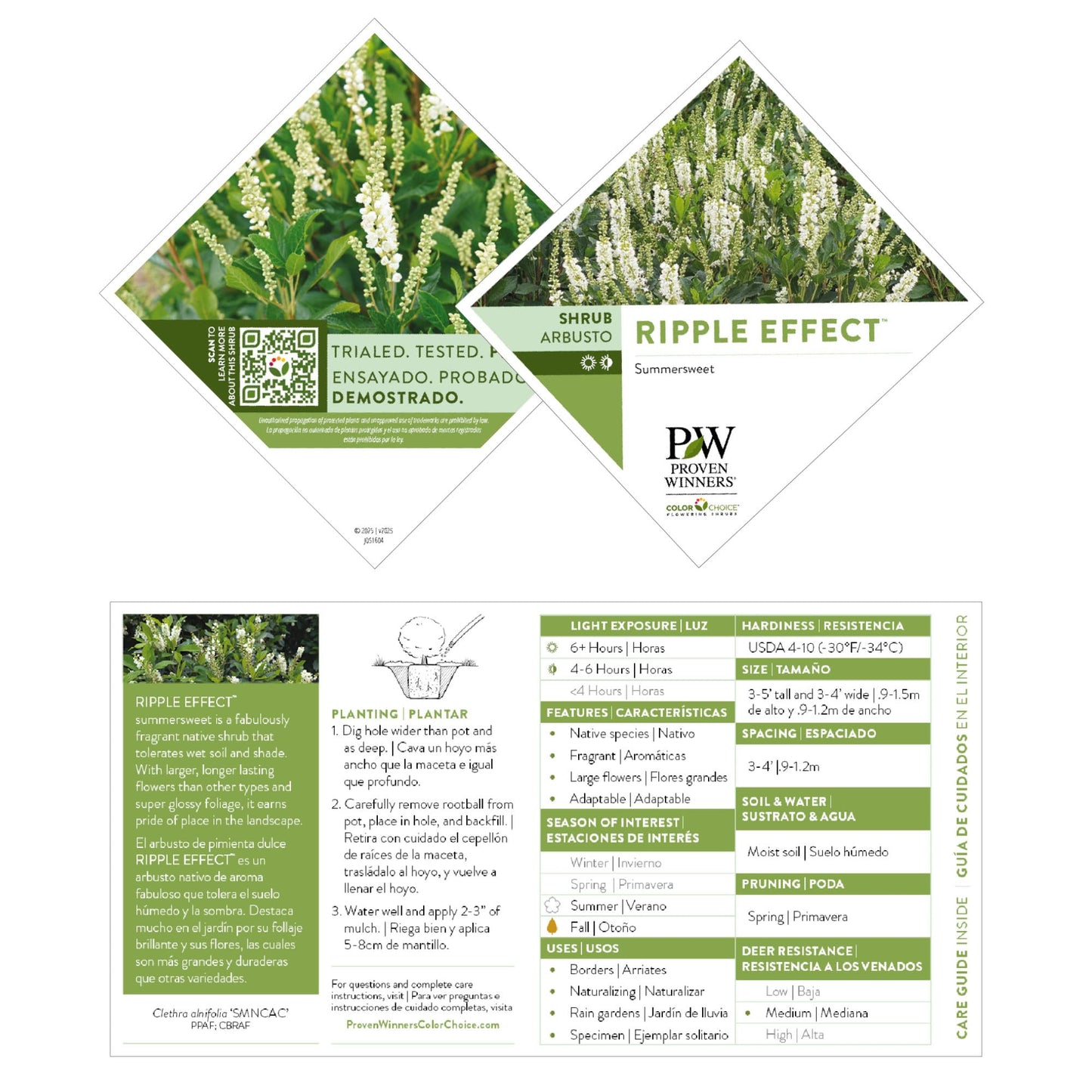 Proven Winners Ripple Effect Summersweet (Clethra alnifolia) Live Plant, 4.5" Qt