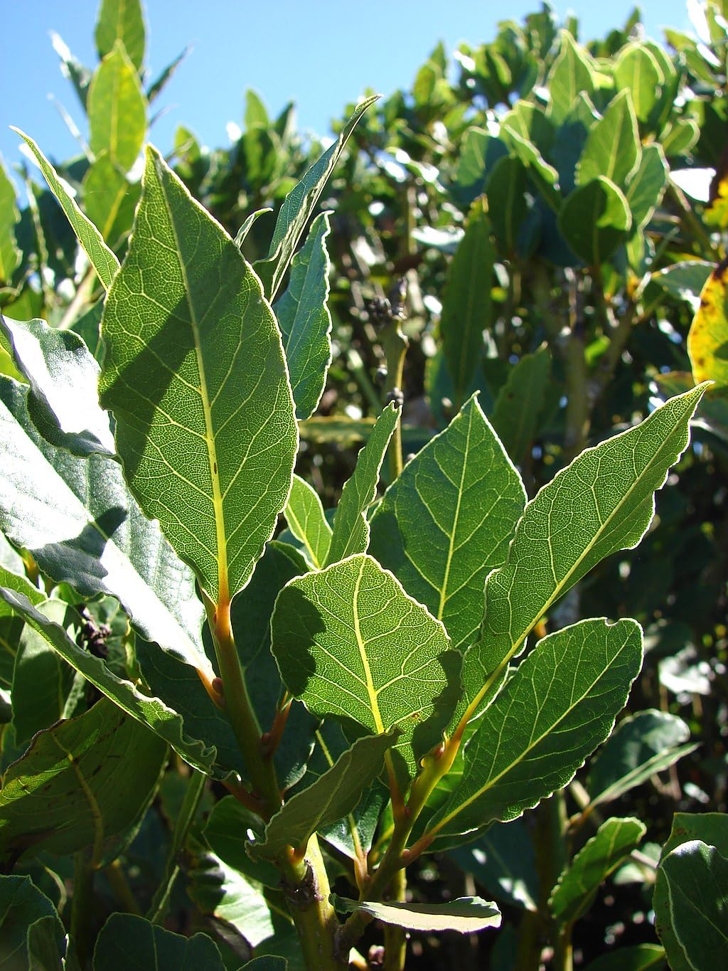 Bay Laurel Tree - Laurus Nobilis - Bay Leaf Live Plant (5–9 Inches Tall) - True Laurel, Aromatic Evergreen – Container-Friendly Patio Tree or Indoor Herb