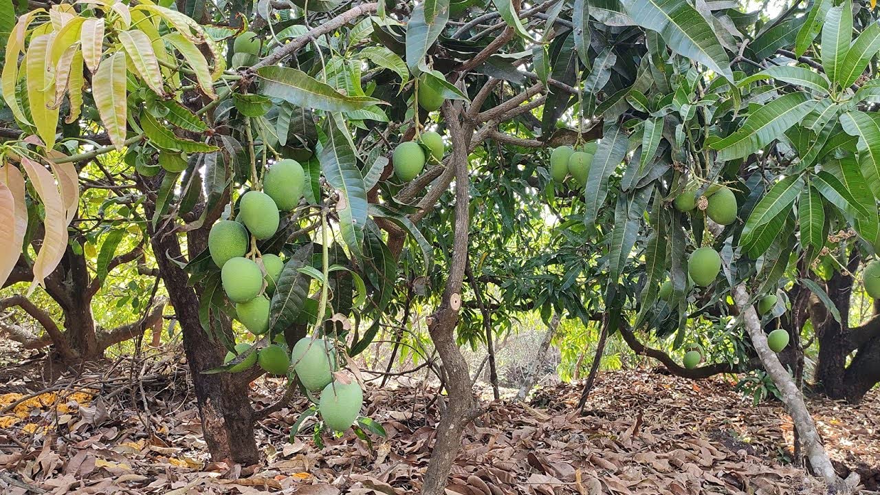 Mango Tree - Live Fruit Tree in a 3 Gallon Pot - Mangifera Indica 'Alphonso' - Tropical Edible Fruit Bearing Tree