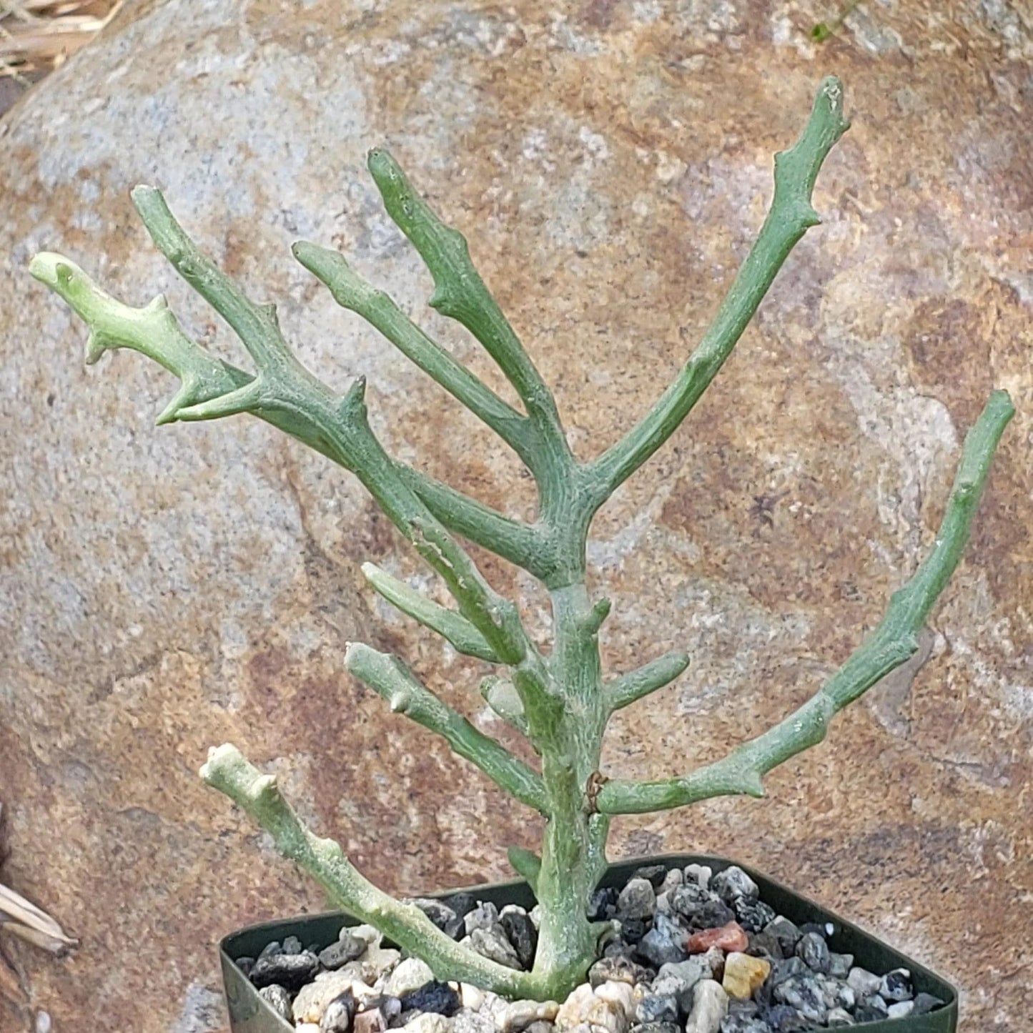 Euphorbia stenoclada spineless Cacti Cactus Succulent Real Live Plant