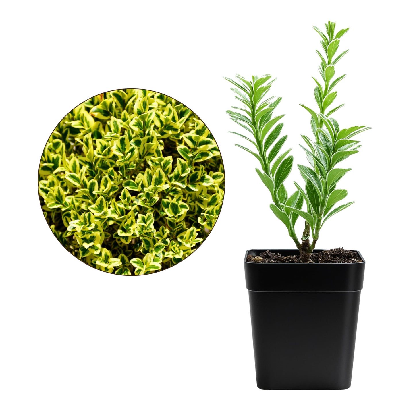 Variegated Boxwood Bonsai Starter Plant, Live Buxus Evergreen Shrub, Container Patio Accent Garden Plant 2 Inch Pot (1)