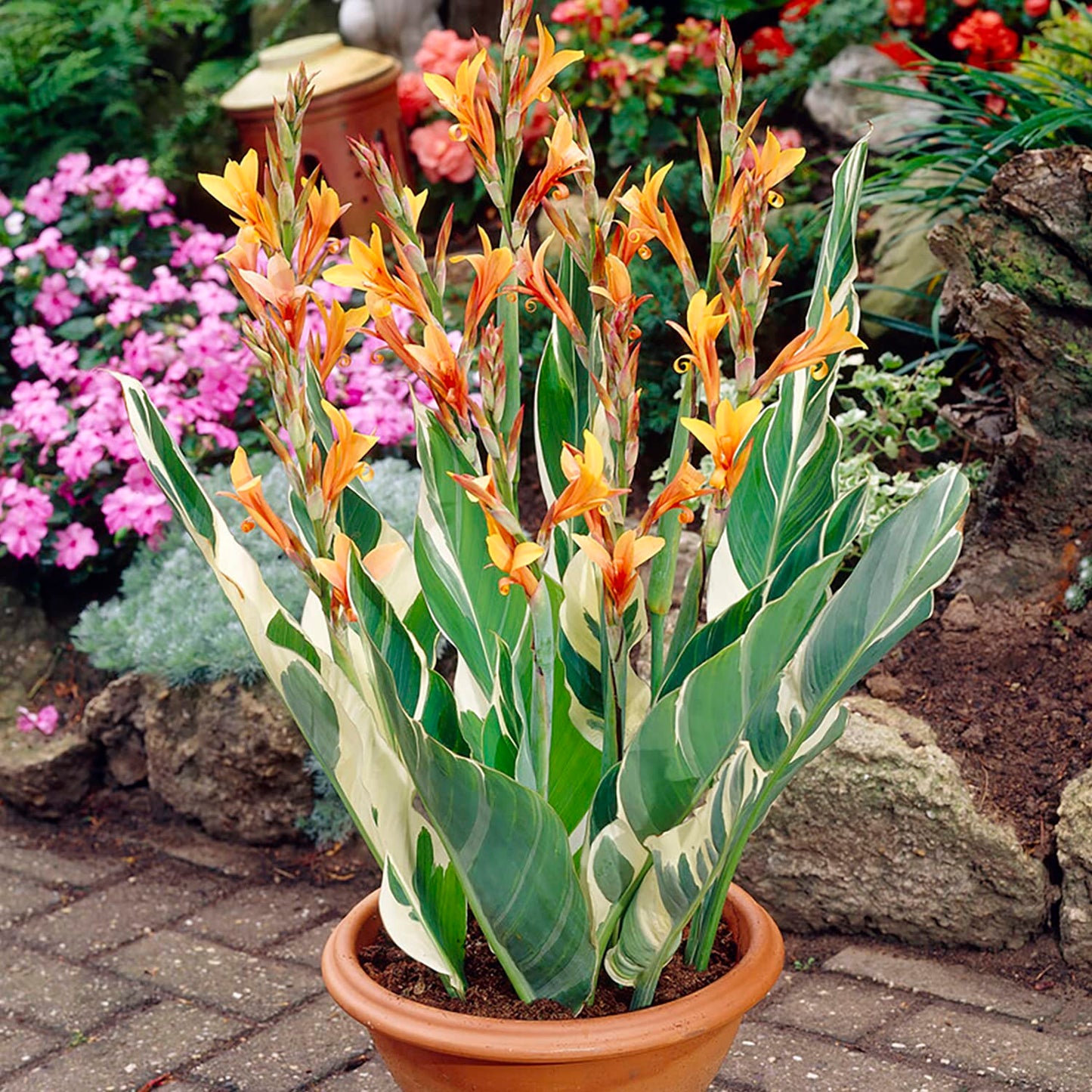 Van Zyverden Giant Cannas Striata Set of 9 Bulbs