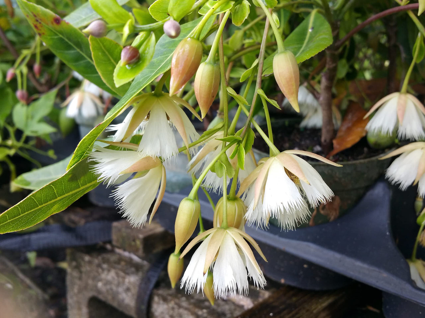 Fairy Petticoat - Elaeocarpus grandiflorus - Live Tree Plant - Unusual Fringed Pink White Flower - Emerald Goddess Gardens - Starter Sz 4 Inch Pot