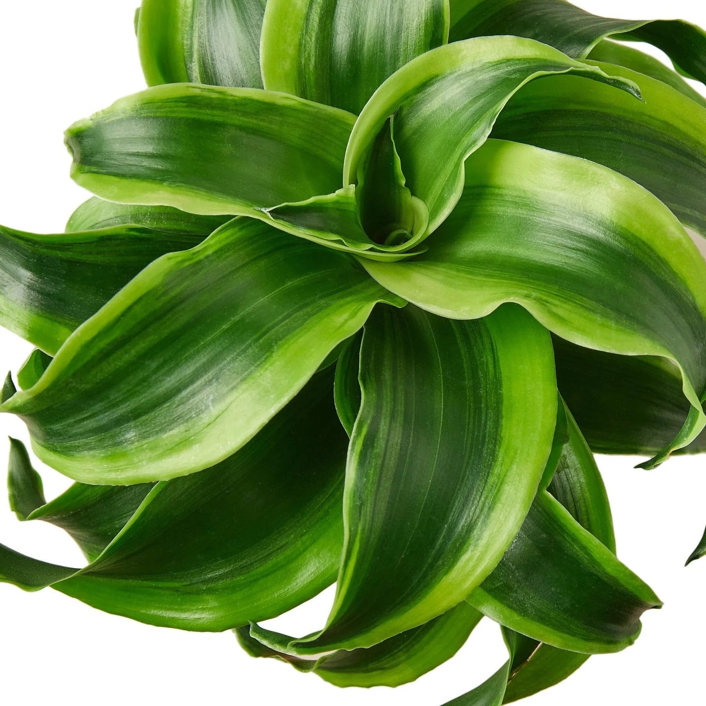 Dracaena 'Tornado' in 4in Pot - Live Plants Tropical Houseplants | Variegated | USA Growers | The Snobby Leaf