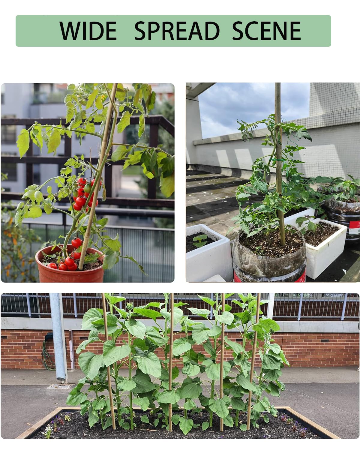 4 Ft Bamboo Stakes with 100 Twist Ties Natural Bamboo Garden Stakes for Tomatoes Cucumber Grapes Pole Beans Trees Potted Dahlia Flowers and Climbing Plants - Pack of 25