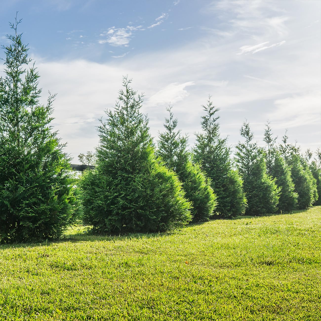 Perfect Plants Thuja Green Giant 3 Gallon | Live Evergreen Tree for Landscaping & Privacy | Grows 3-5 Feet Per Year