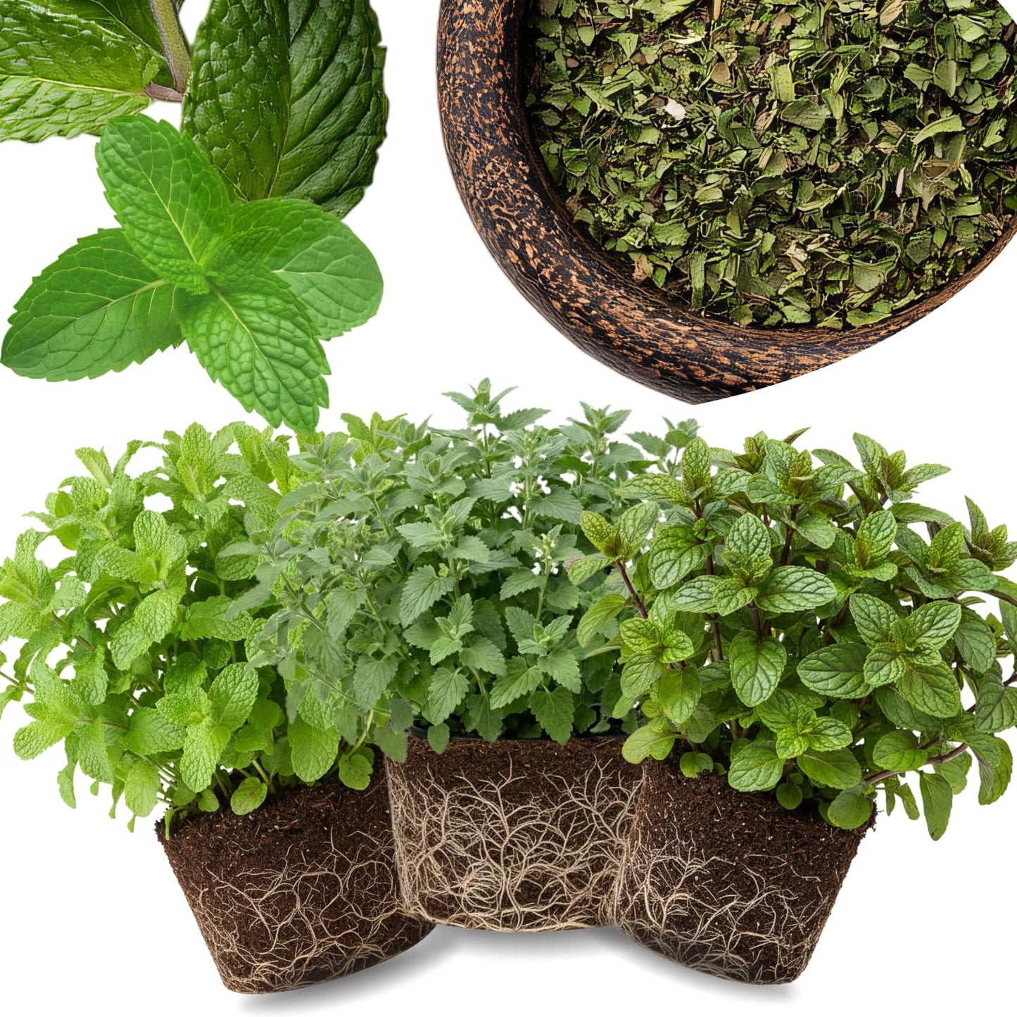 6 Random Mint Live Herb Plants, 4-6" Mixed Mint Varieties for Garden, Patio, and Container Growing
