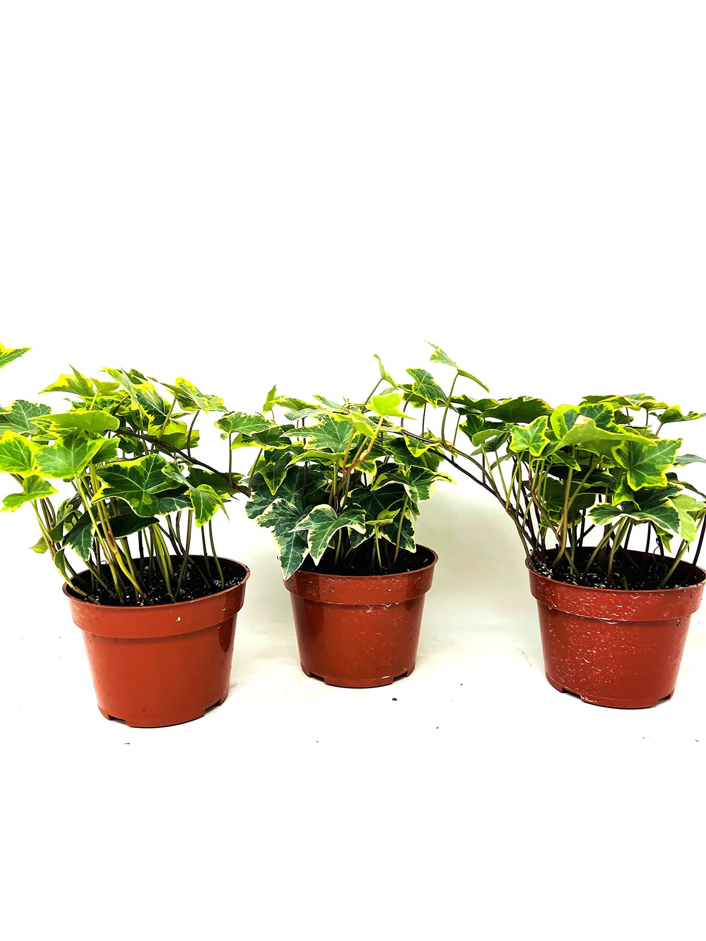 JM BAMBOO Gold Child English Ivy -3 Pack 3'' pots -Groundcover House Plant
