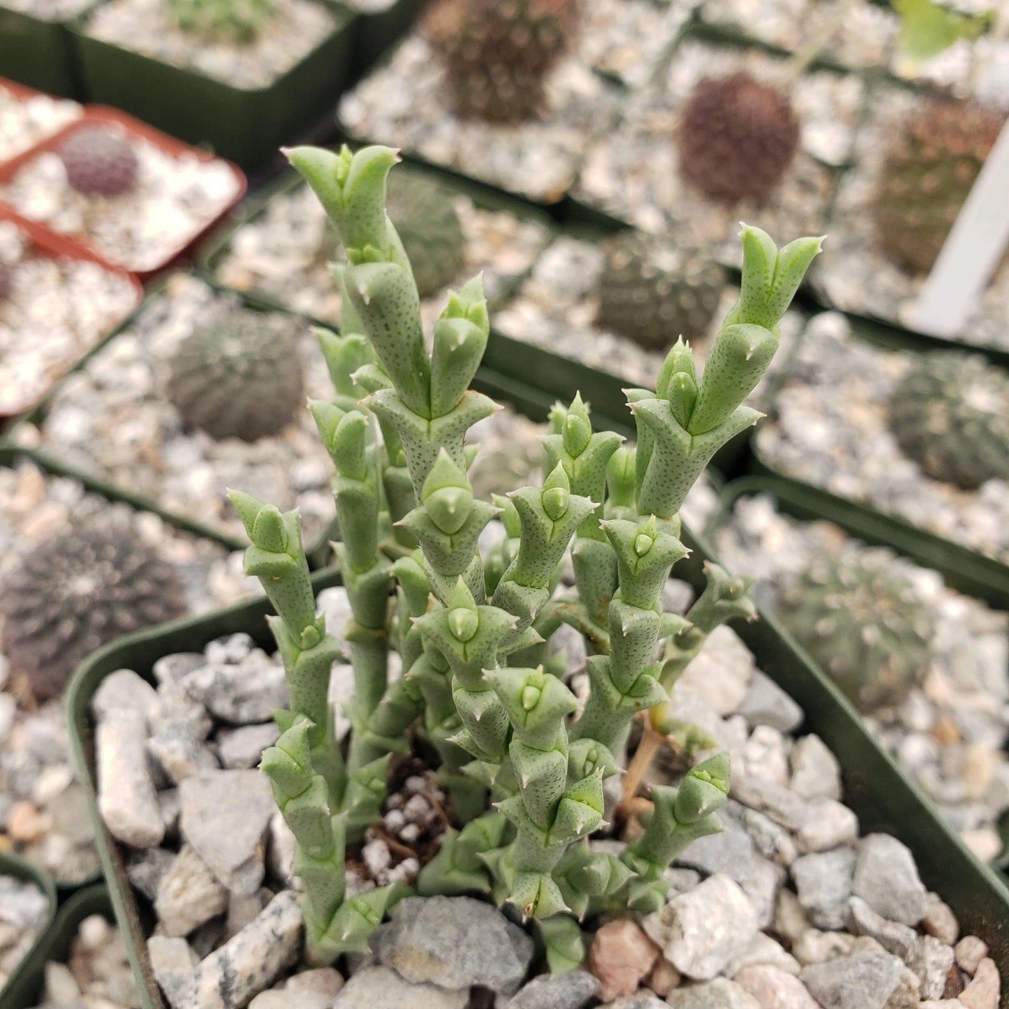 Ruschia perfoliata Cacti Cactus Succulent Real Live Plant