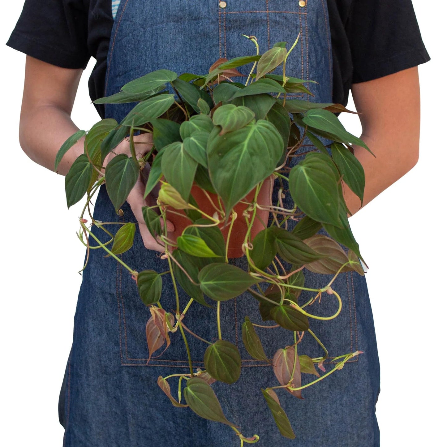 Philodendron 'Velvet' | Live Plant for Indoor & Outdoor | for Living Room, Office, Bathroom | (6" Pot)