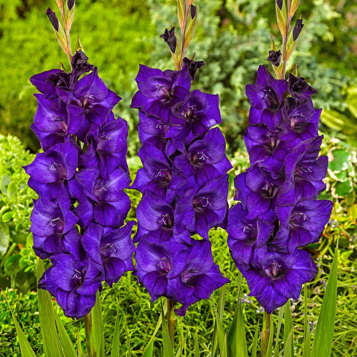 Direct Gardening - Purple Flowering Flora Gladiolus, Dormant Summer Flowering Bulbs, 16 per Offer