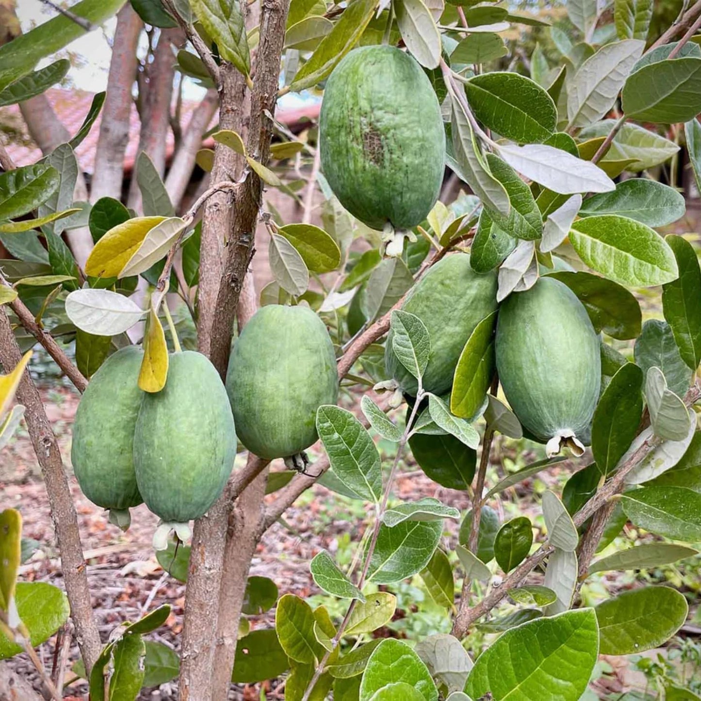 Pack 2 Pineapple Guava Plants Live, 4-8 Inches Tall Starter Plants