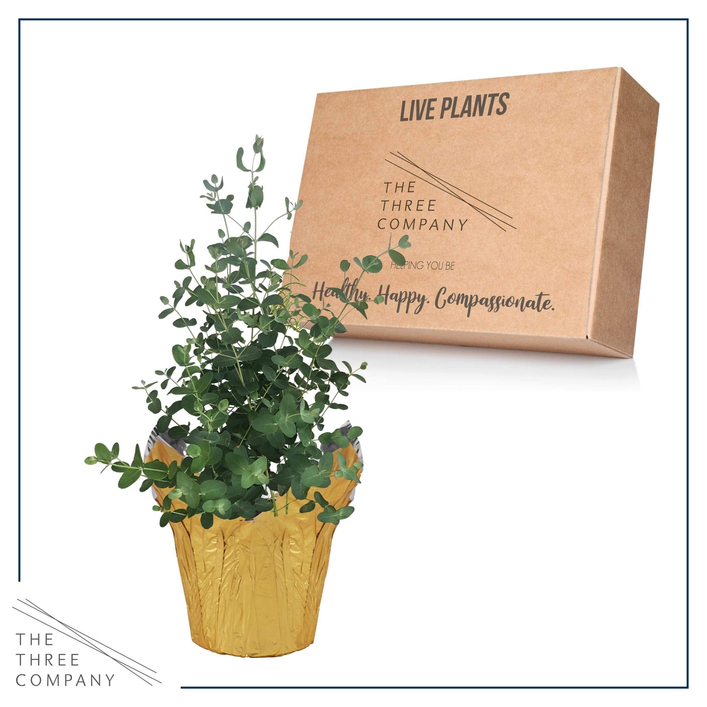 Live Aromatic and Healthy Herb - Eucalyptus, Improves Air Quality, Wrapped in Deco Cover, 14" Tall by 6" Wide in 1.25 Quart Pot