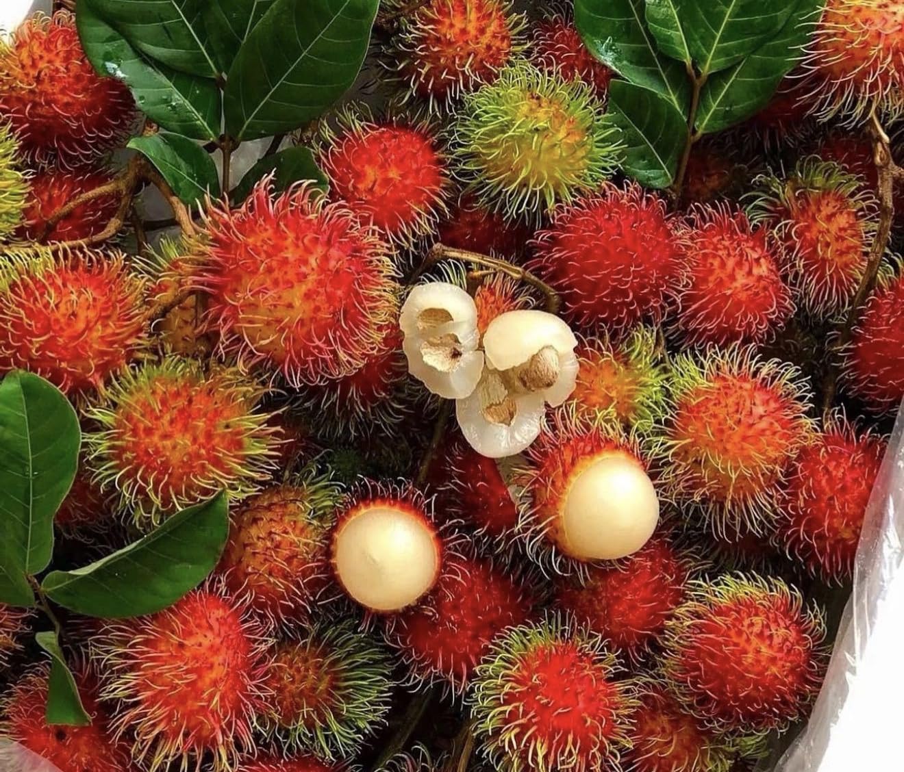 Grafted Rambutan (Nephelium lappaceum) Tropical Live Fruit Tree (2-3ft) rambutan Grafting Plant