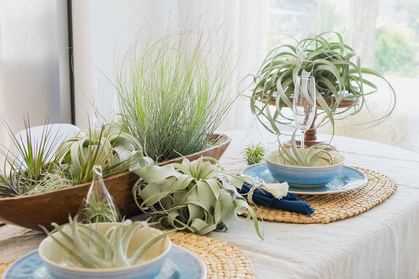 6 Grab Bag Pack Small & Medium Air Plants - Fertilizer Packet - Wholesale - Bulk - Live Tillandsia - Easy Care House Plant - Succulents