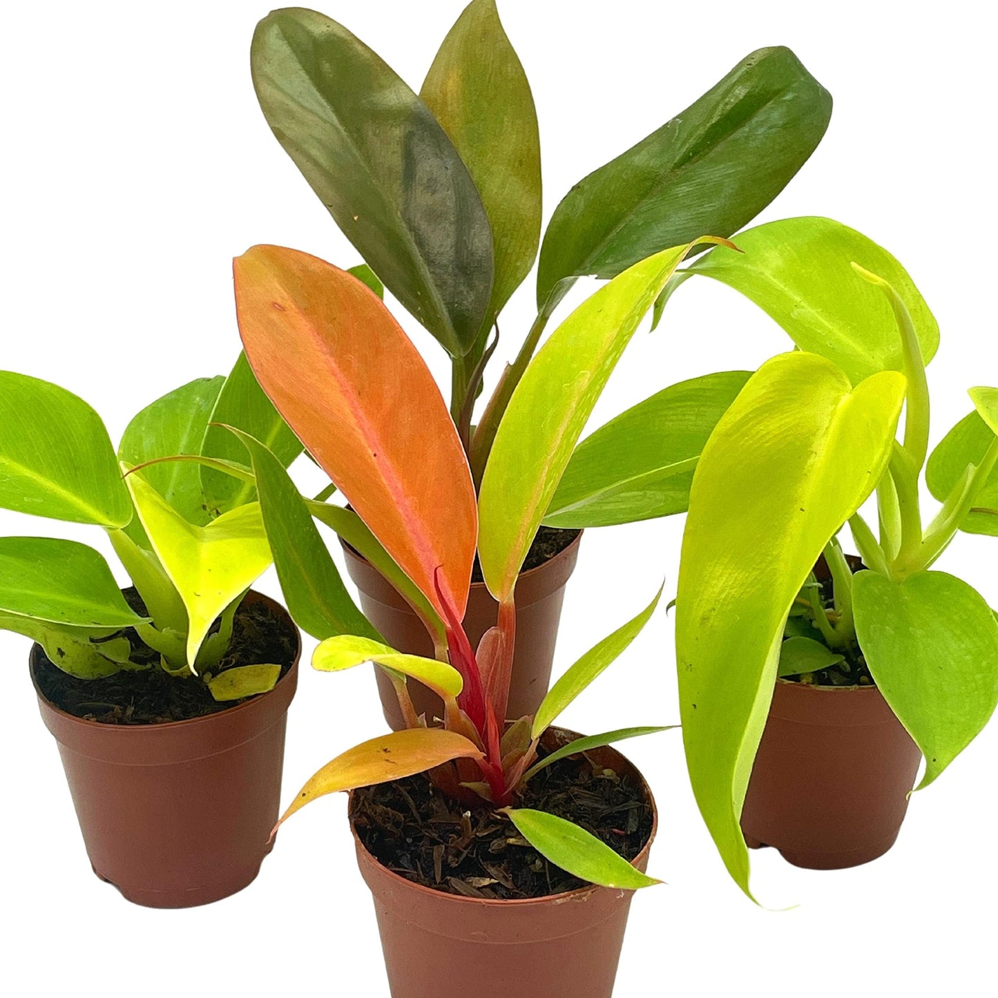 BubbleBlooms Philodendron Assortment Set, 2 inch pots, 4 Different Philo Imperial House Plants