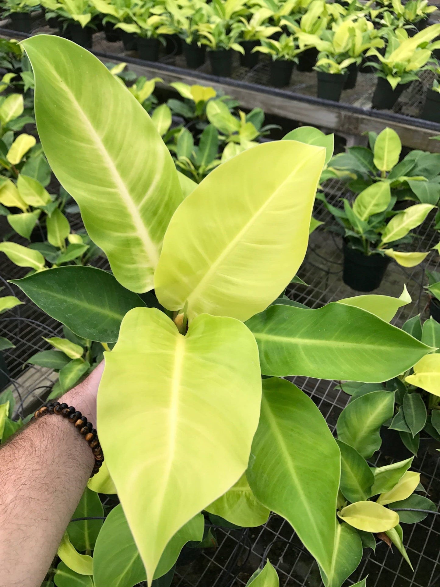 Philodendron Moonlight - Live Starter Plant - Rare and Elegant Indoor Houseplant