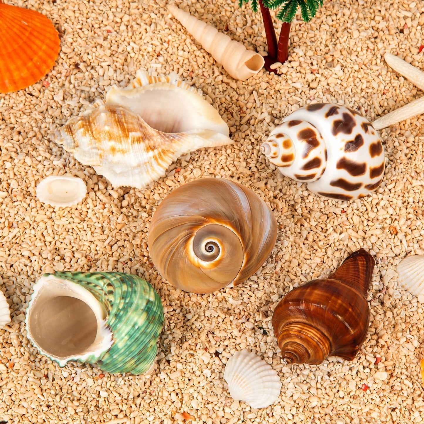 WeDoSoy 5PCS Hermit Crab Shells | Natural Sea Conch Size 2.1" - 2.8", Opening Size 0.9" - 1.5" | Medium Large Turbo Seashells for Hermit Crab Supplies and Beach Decoration Sea Shell