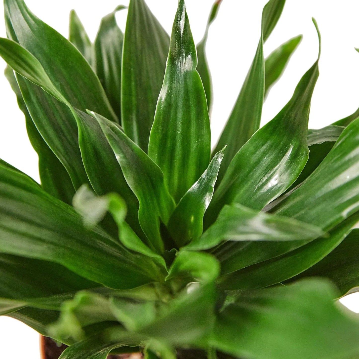 10 Pack Dracaena 'Janet Craig' in 3in Pot - Live Plants Tropical Houseplants | Variegated | USA Growers | The Snobby Leaf