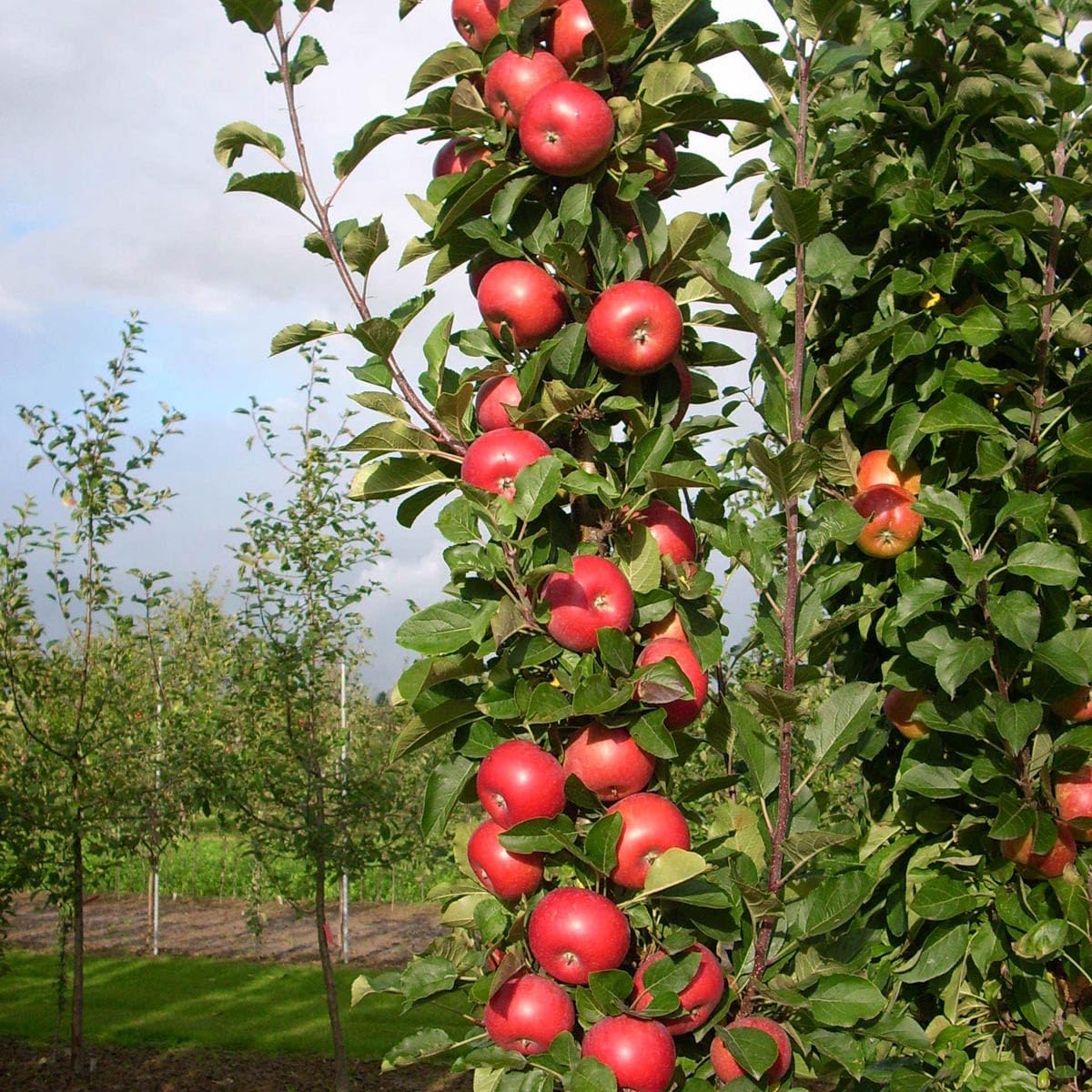 GURNEY'S - Blushing Delight Fruit Snacks Columnar Apple Tree, Dormant Bareroot Starter Fruit Tree (1-Pack) - Due to State restrictions Can't Ship to Montana