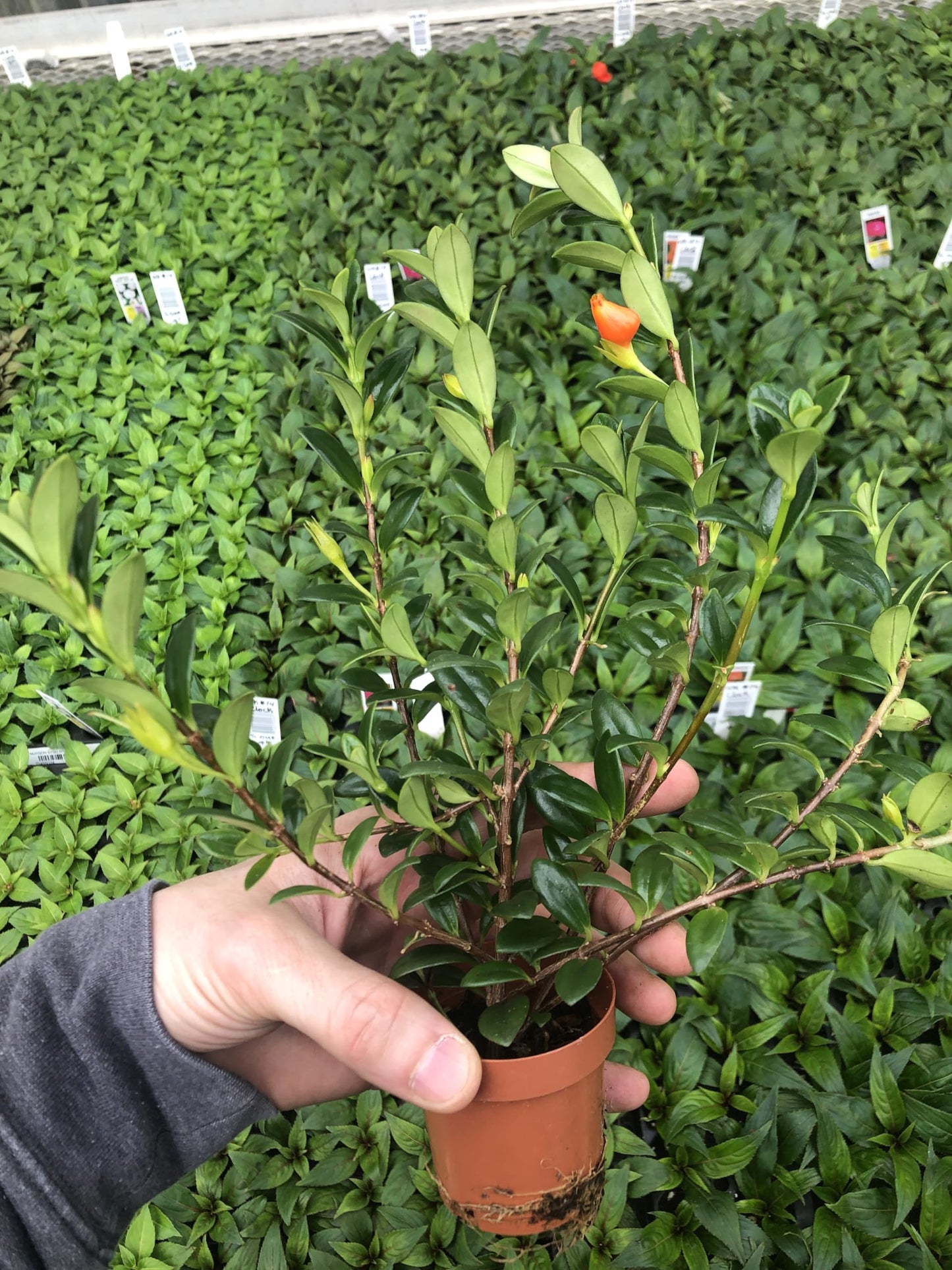 Generic Goldfish Plant ~ Live and Healthy ~ for Home and Office, Green orange