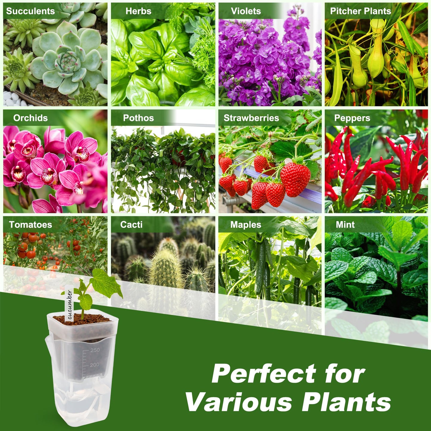 Anglecai 12 Pack Mini Self Watering Pots Set for Indoor Plants, 2.5" Small Clear Self Watering Planters with Watering Holes Plastic Flower Pot with 12 Labels, 12 Ropes
