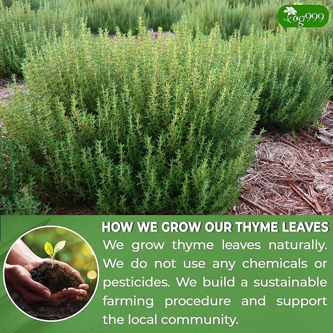 TOG999, Premium 40 Thyme Leaf Tea Bags, 100% Natural & Pure, Loose Leaf Herbal Tea. Thyme Leaf Tea. No Sugar, No Caffeine, No Gluten, Vegan.