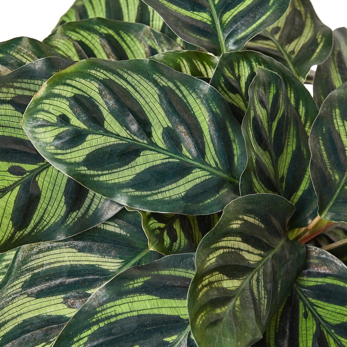 Calathea 'Makoyana' | Live Plant for Indoor & Outdoor | for Living Room, Office, Bathroom | (6" Pot)
