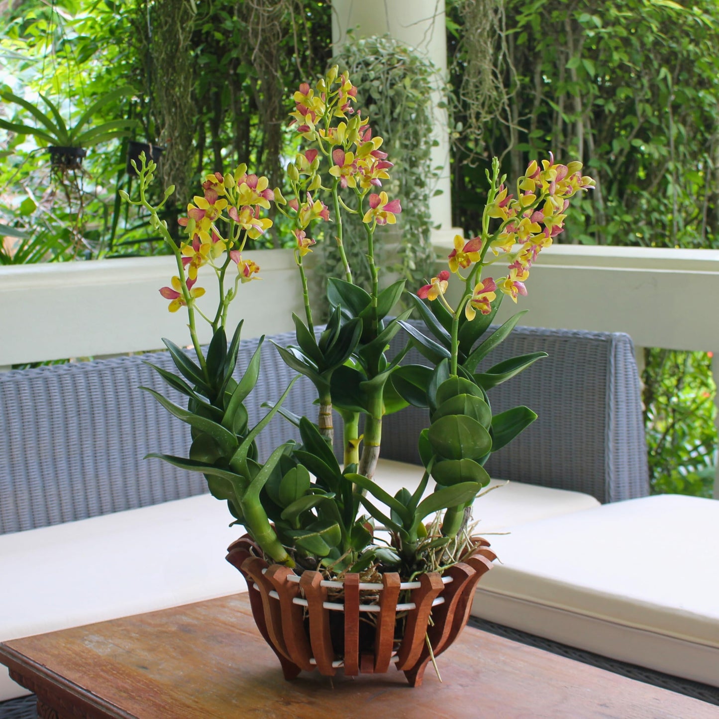DESQUIGGLE 2 Rustic Specialist Orchid Baskets with Hangers for Outdoors, Lotus Flower Shape, 1 is 10 Inches Wide, 1 is 8 Inches, Orchid Tree Hanger