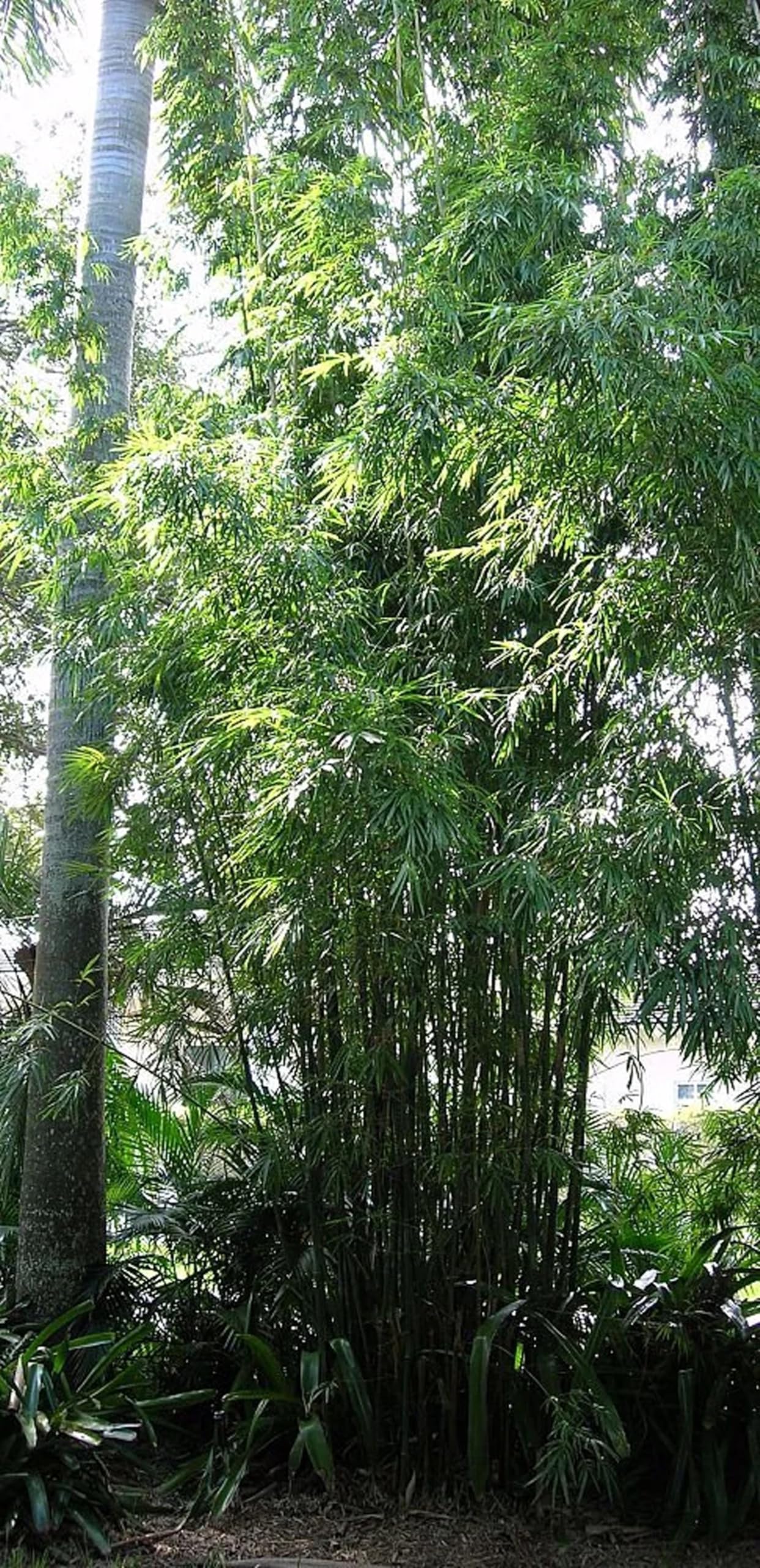 50 Gracilis Bamboo Seeds Perennial Ornamental Seed Privacy