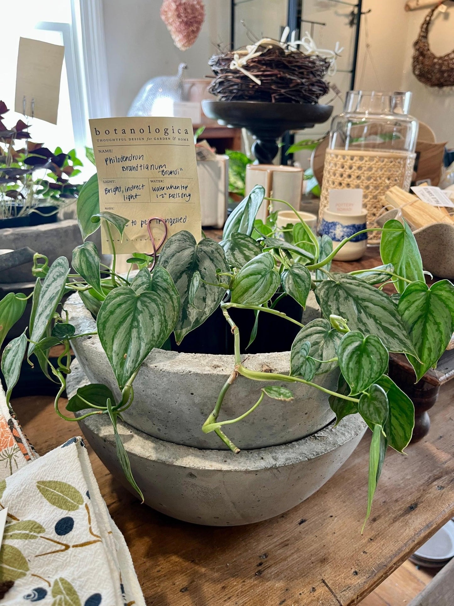 RedCrocus - RedCrocus Brandi' Philodendron Indoor Plant - Glossy, Broad Green Foliage, Pet Toxic, Easy Care, Container & Indoor Friendly, Shaded Gardens 6" Pot