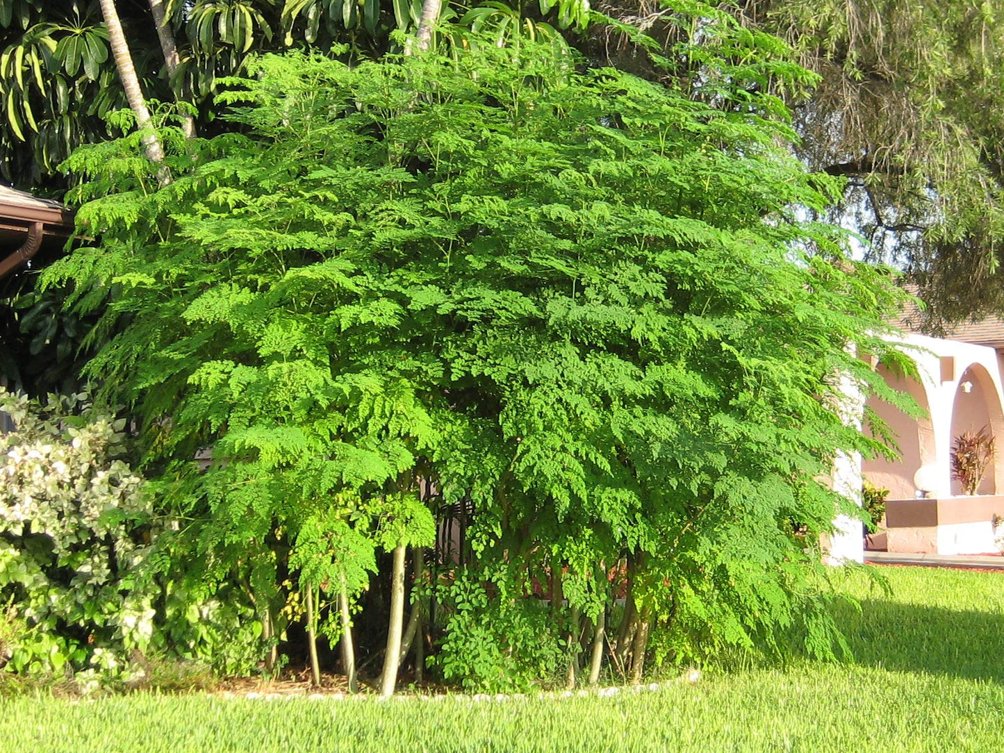 ENDLESS FOREST FARMS 25+ Seeds The Tree of Life - The Moringa Tree Easy to Grow, Fast Growing Tree