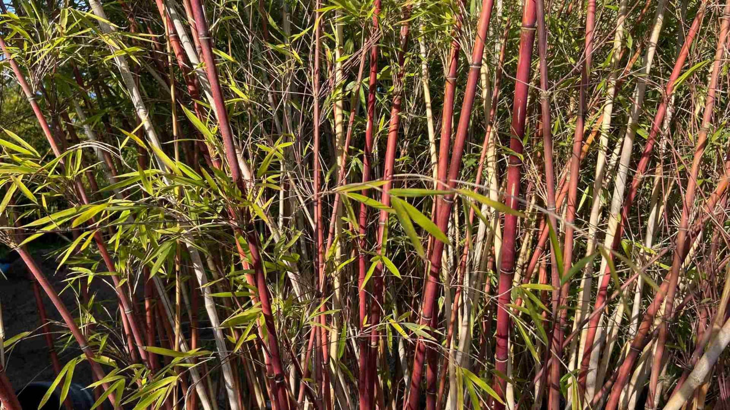 50 Chocolate Bamboo Seeds Perennial Ornamental Seed Privacy