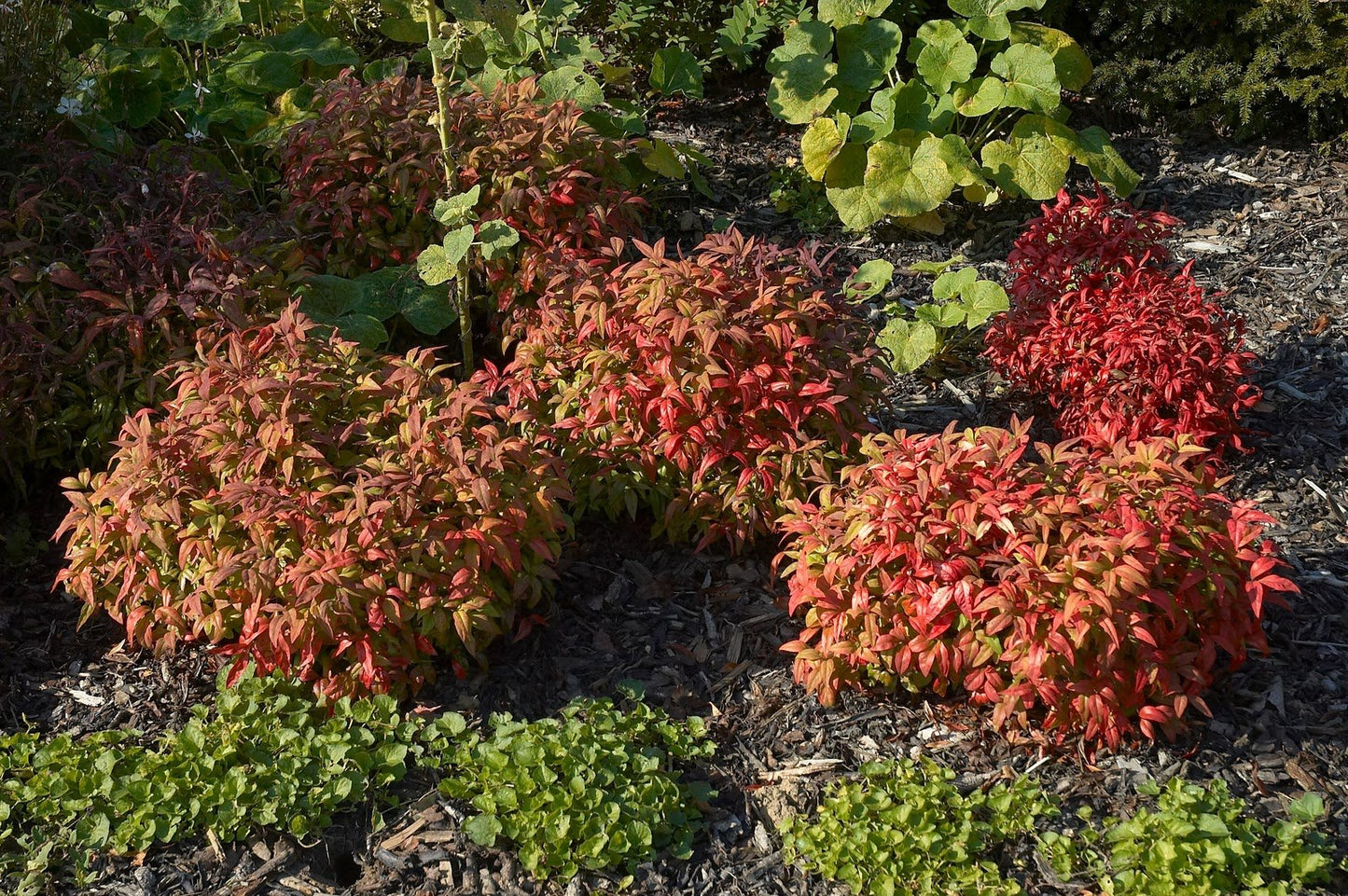 Firepower (Dwarf) Nandina Heavenly Bamboo - Live Plant - (2.5 QT)