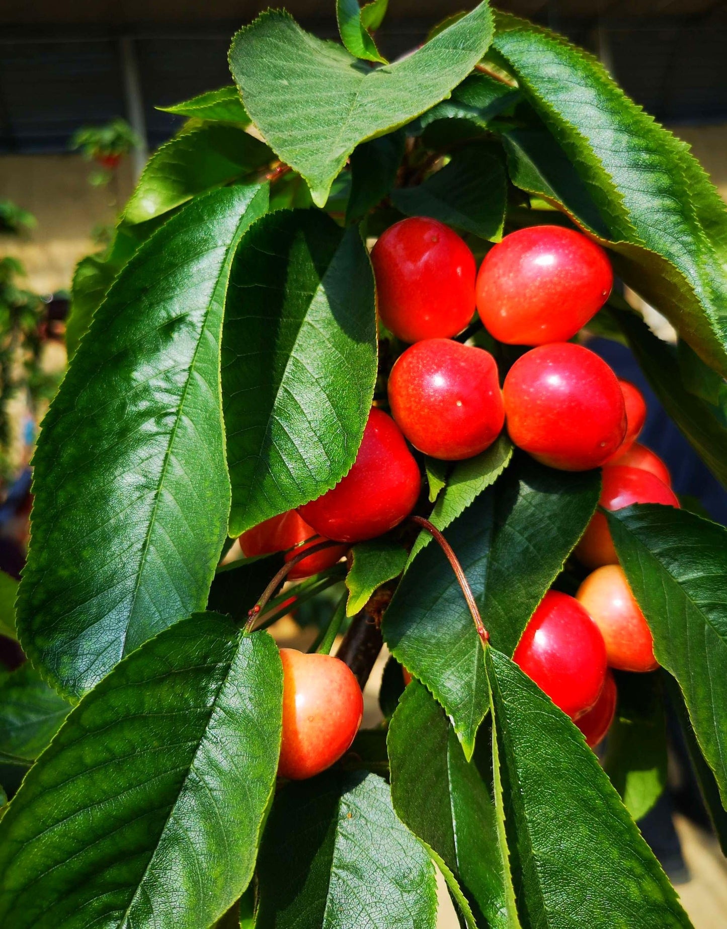 30 Pcs Cherry Seeds Planting for Outdoor Indoor
