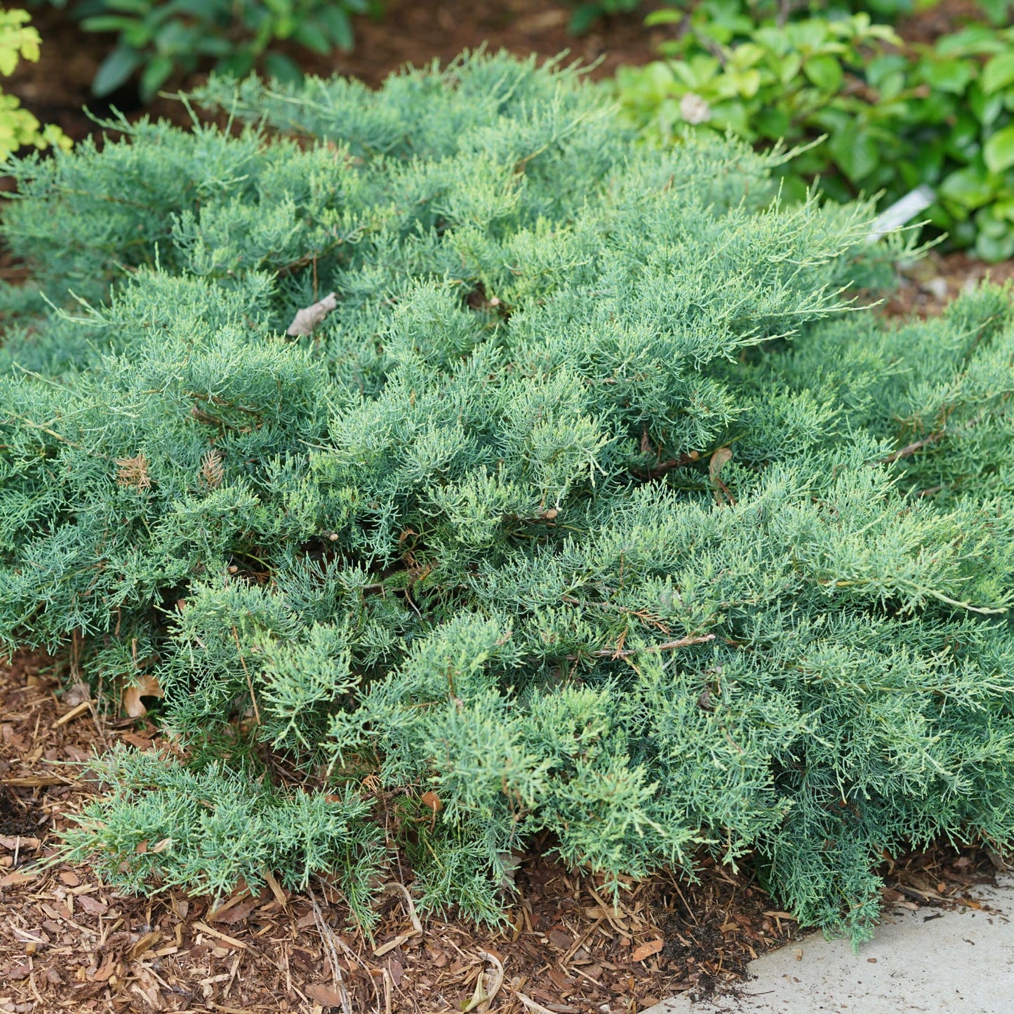 Proven Winners Montana Moss Juniper (Juniperus chinensis) Live Plant, 4.5" Qt