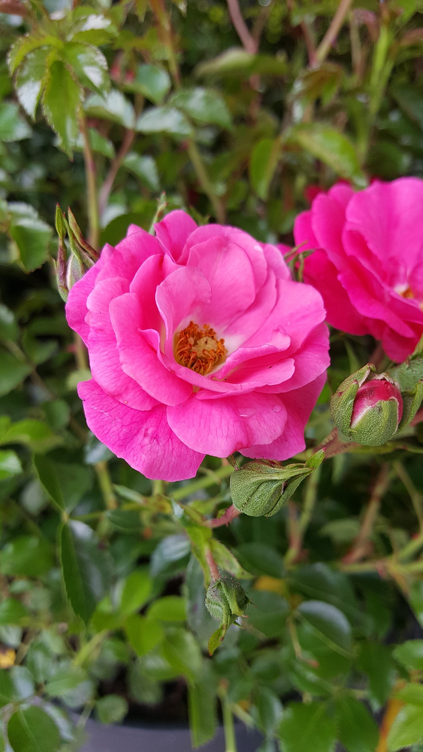 Live Plant from Green Promise Farms Flower Carpet Roses ROSA `FLOWER CARPET PINK` Pink Flower Shrub #2 Size Container Pink