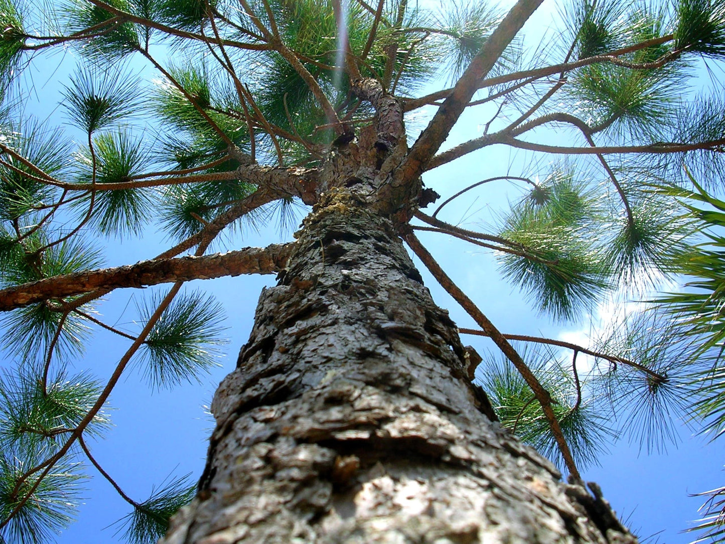 Slash Pine Tree | 2 Large Trade Gallon Size Pots | Pinus elliottii | Fast-Growing Evergreen | Landscape Shade Plants