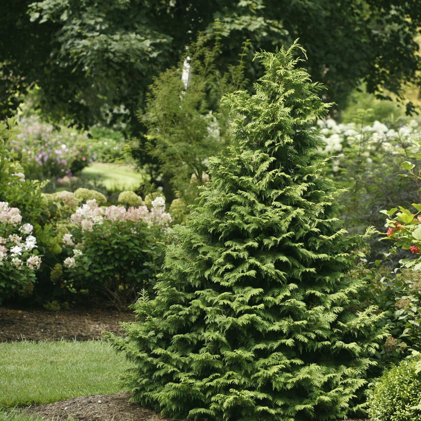 Proven Winners Soft Serve False Cypress (Chamaecyparis pisifera) Live Plant, 4.5" Qt, 4 Pack