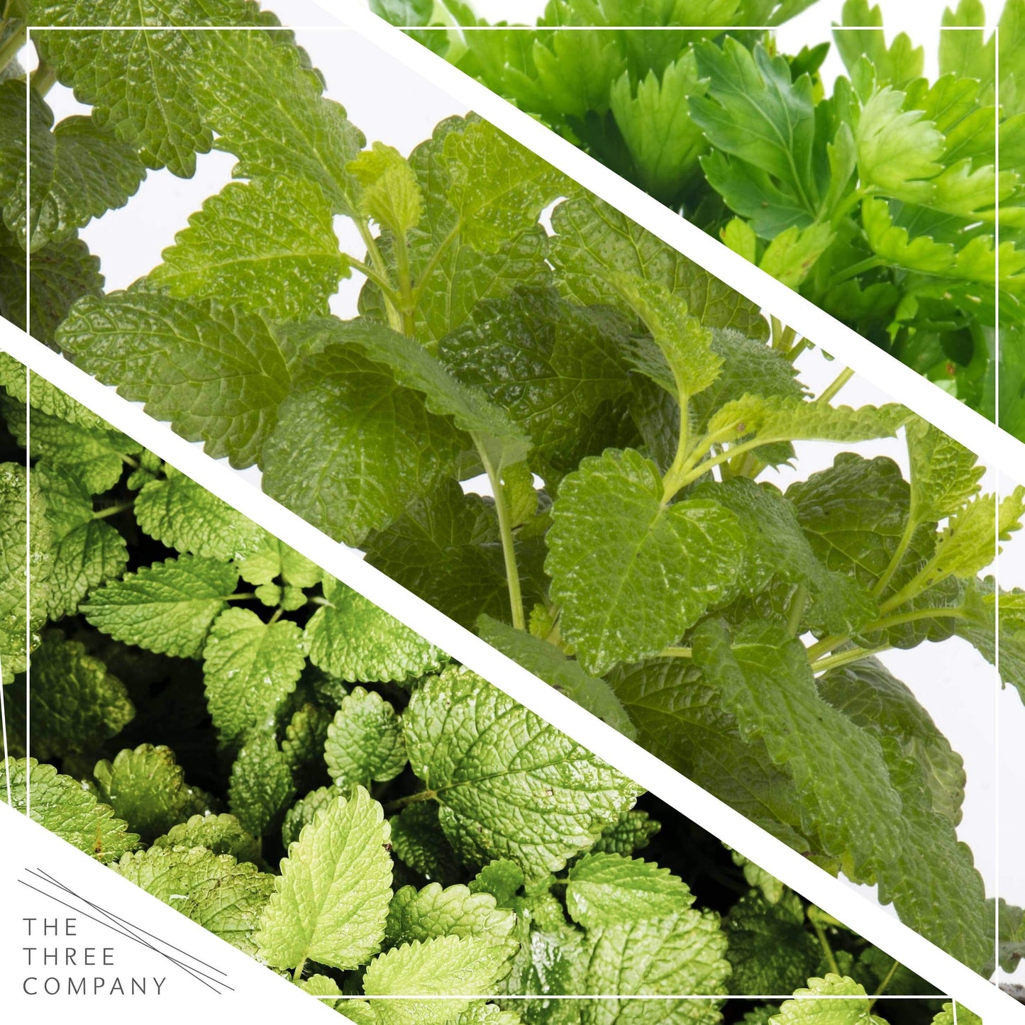 Live Aromatic and Edible Herb Assortment (Rosemary, Eucalyptus, Mint, Lemon Balm, Other Assorted Herbs), 6 Plants Per Pack