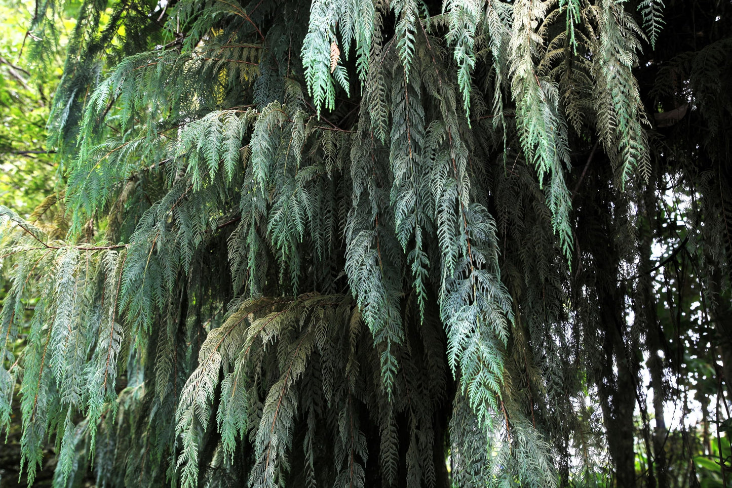 30 Kashmir Weeping Cypress Tree Cupressus Cashmeriana Blue Evergreen Seeds