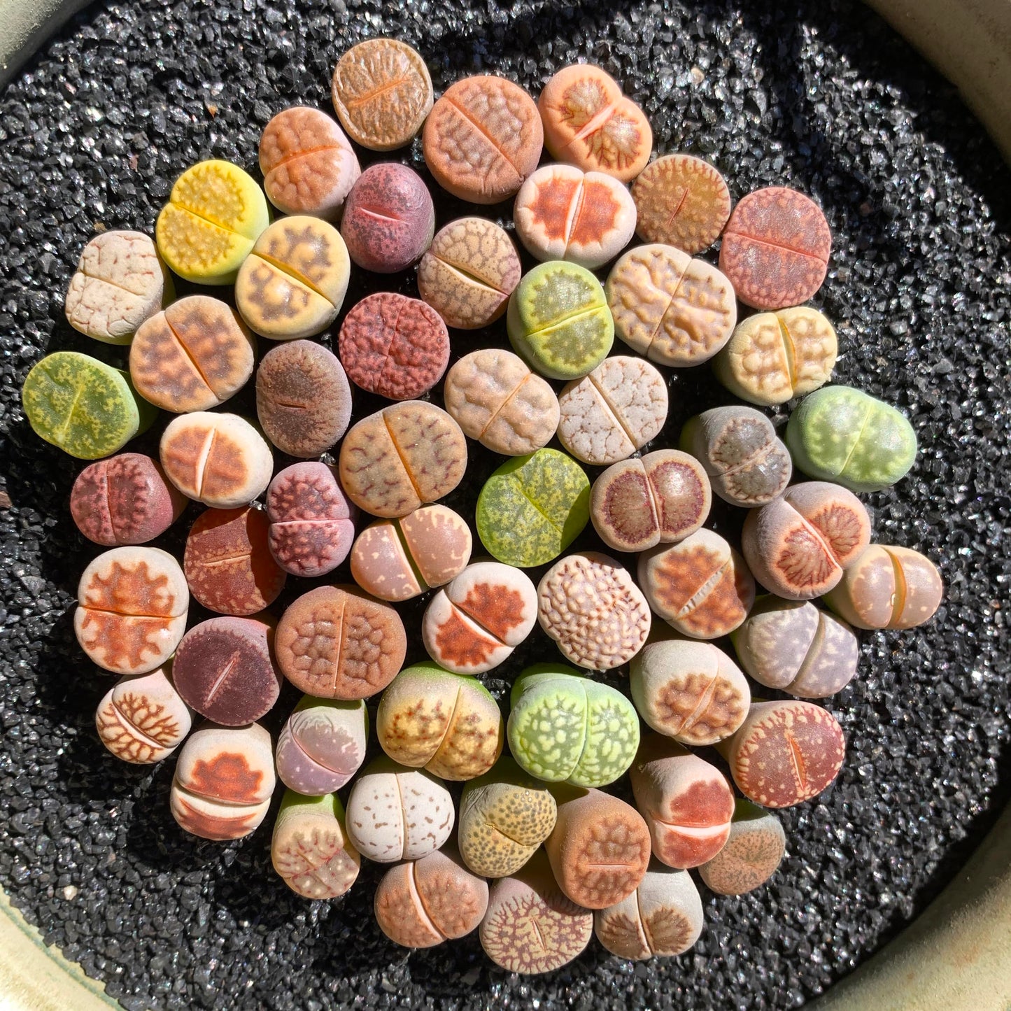 Lithops Random Mix Rare Live Succulent Plants, 30/50/100 Pcs Succulent Live Plant, Bare Root Without Pot Soil, Garden Indoor Office, Friend Plant Lovers Gifts (Normal 100pcs)