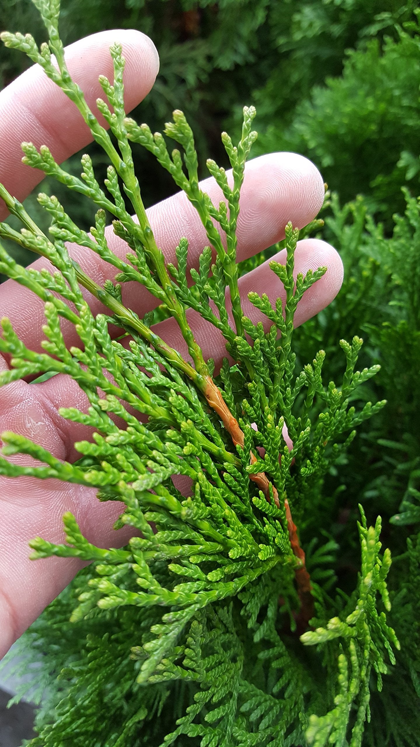 Live Plant Green Promise Farms, Thuja occidentalis 'Smargd' Emerald Green Arborvitae #3 Size Container, Evergreen