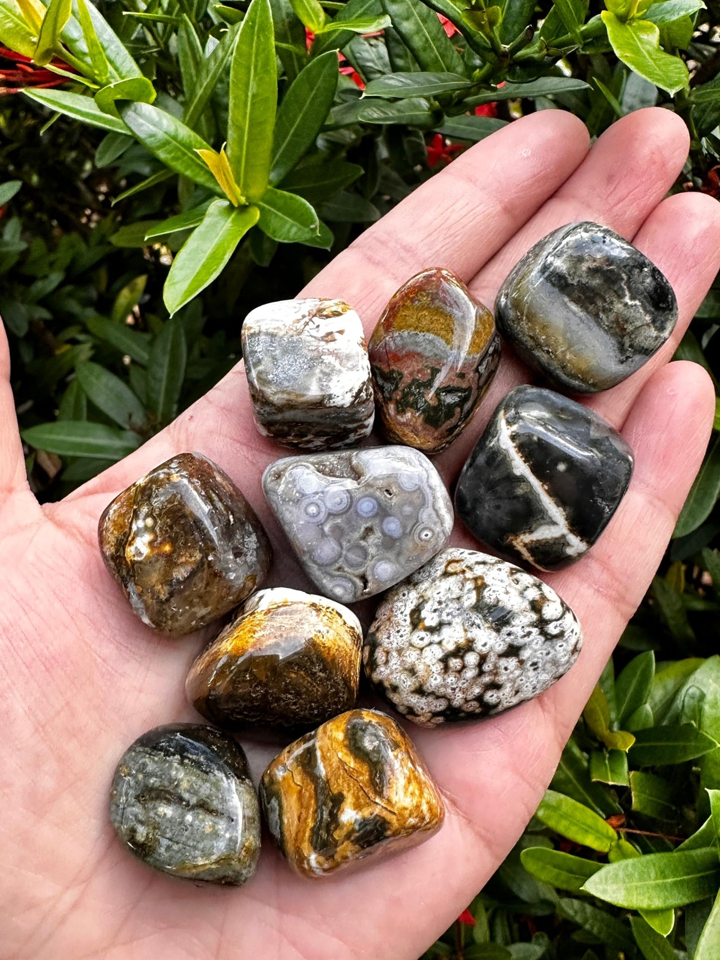 GAF TREASURES 5 Pcs Ocean Jasper Tumbled Stones, Polished Natural Sea Jasper Gemstone, Ocean Jasper Healing Crystals (Ocean Jasper)