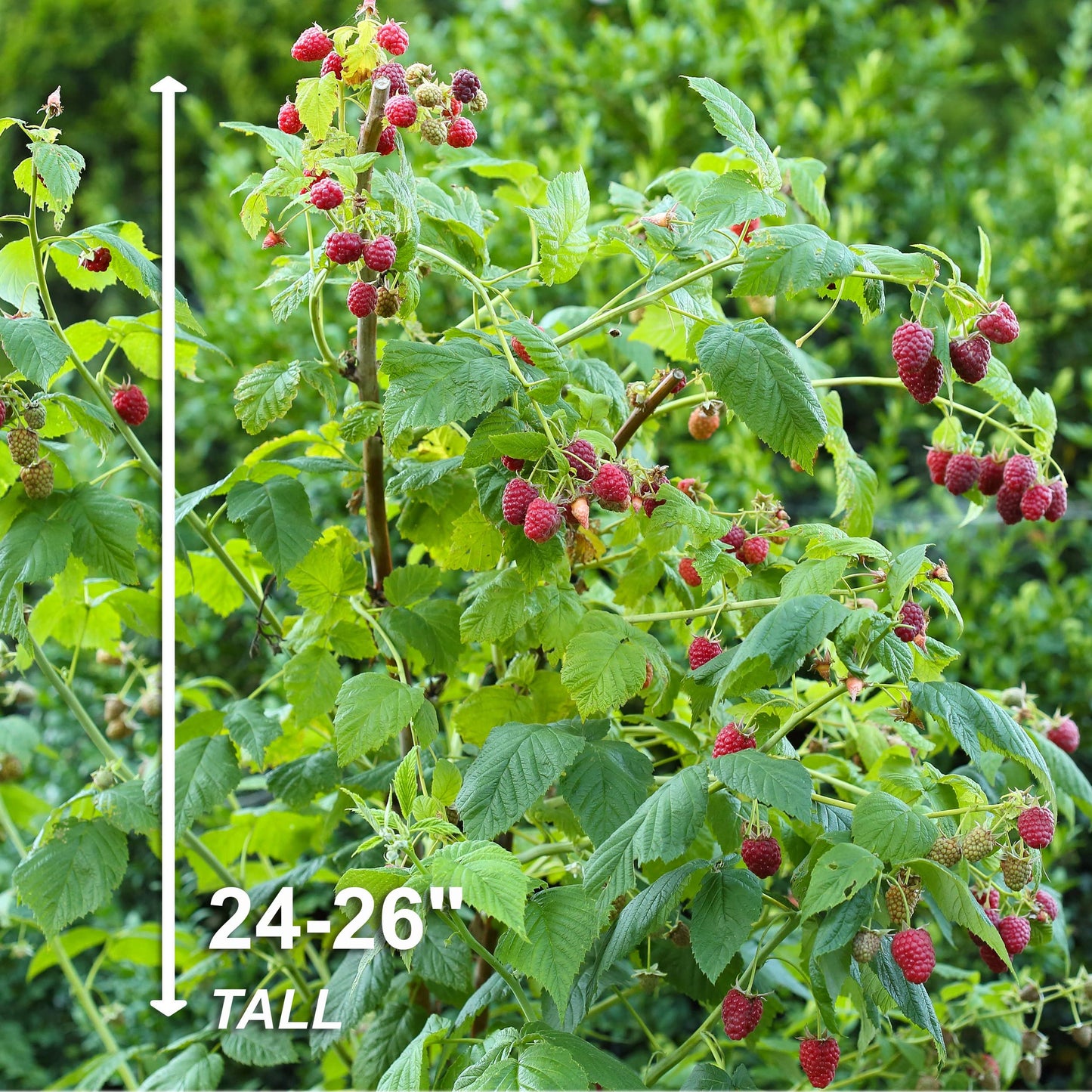 Garden State Bulb Heritage Raspberry Bare Root for Planting, Non-GMO, Spring (Bag of 2)