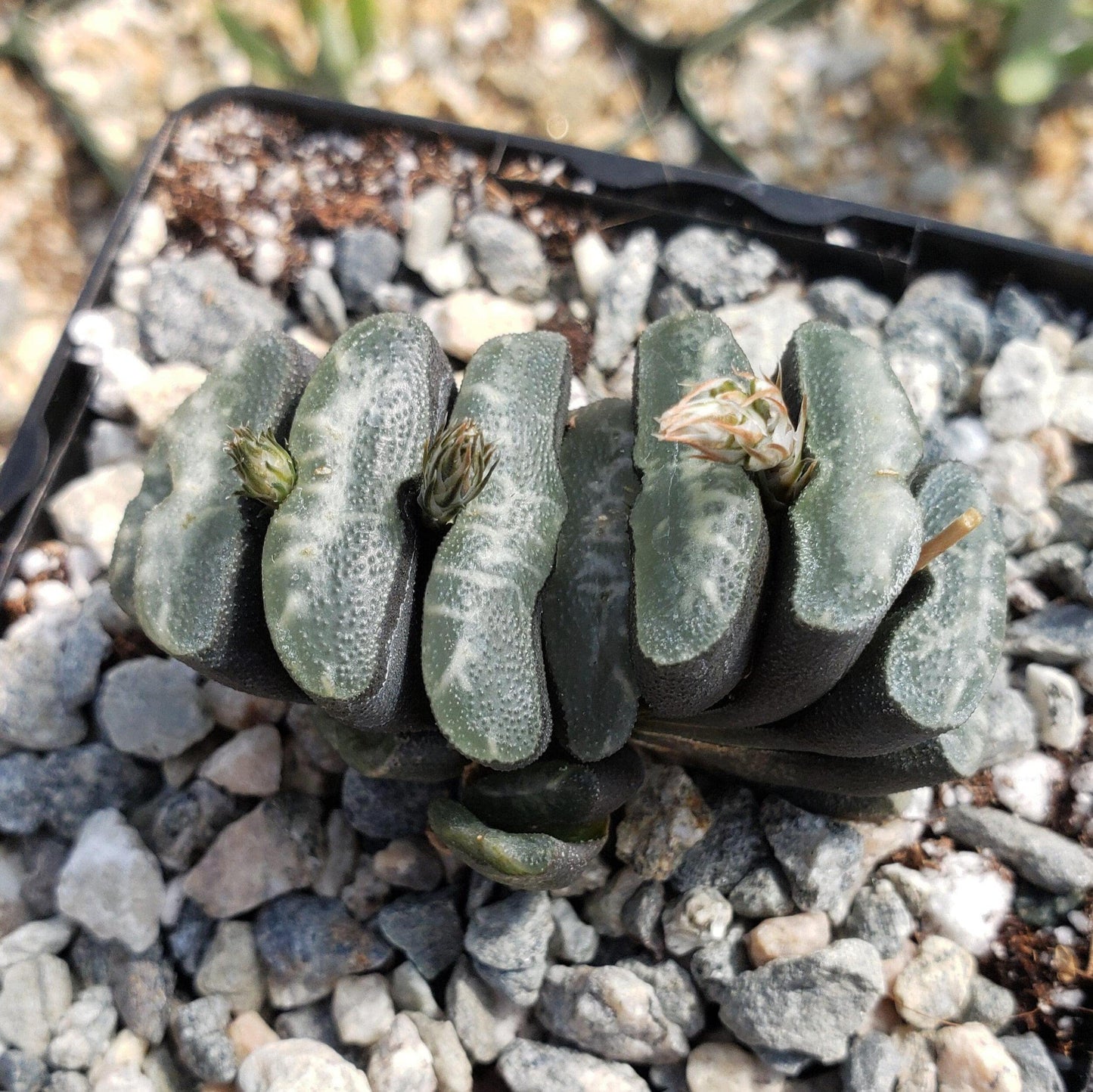 Haworthia Truncata Cacti Cactus Succulent Real Live Plant