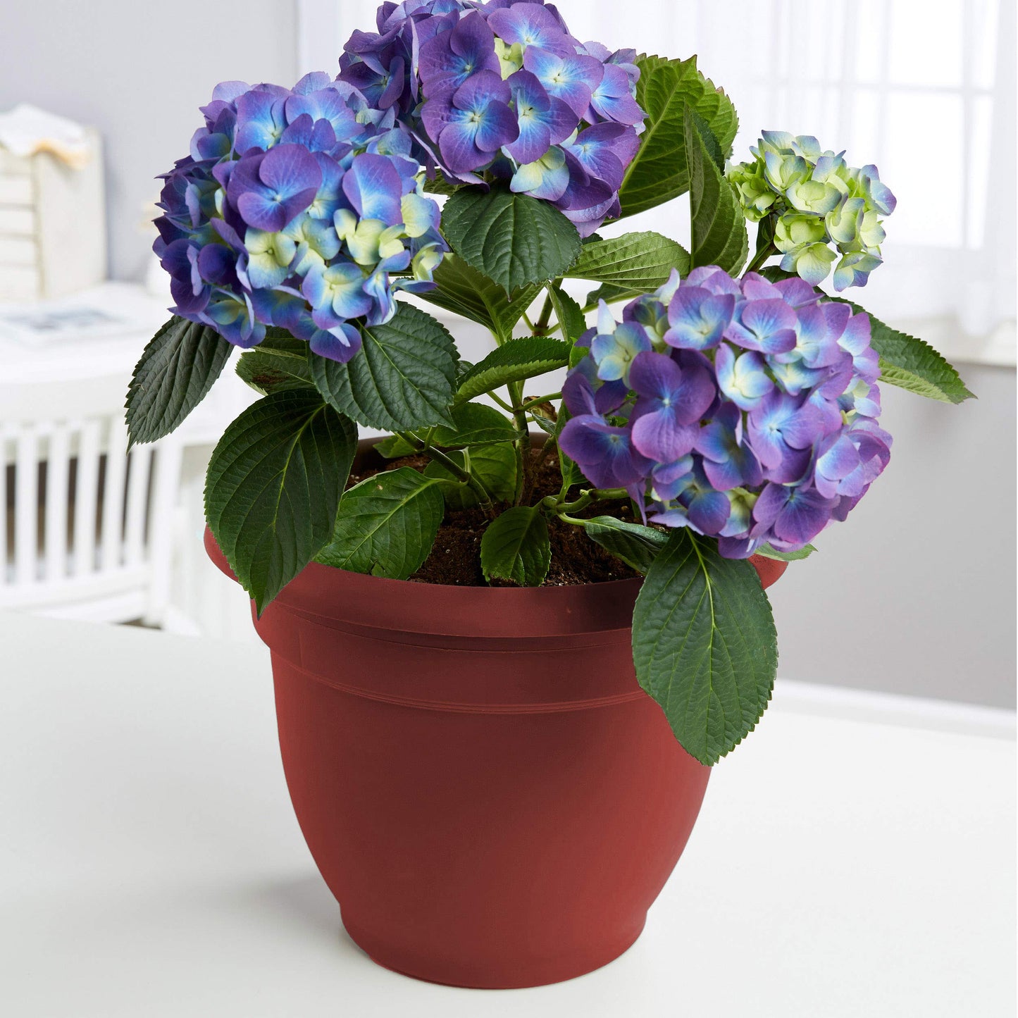 Bloem AP0613 Ariana Self Watering Planter 6" Burnt Red, 6"