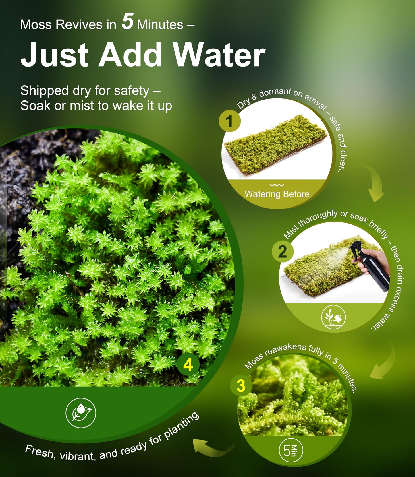 Live Moss 4-Pack (Each 3.5"x7") – Real Mixed Moss for Terrariums, Reptile Habitats, Fairy Gardens & Potted Plants – 4 Random Varieties, Easy to Revive, Natural Green Decor