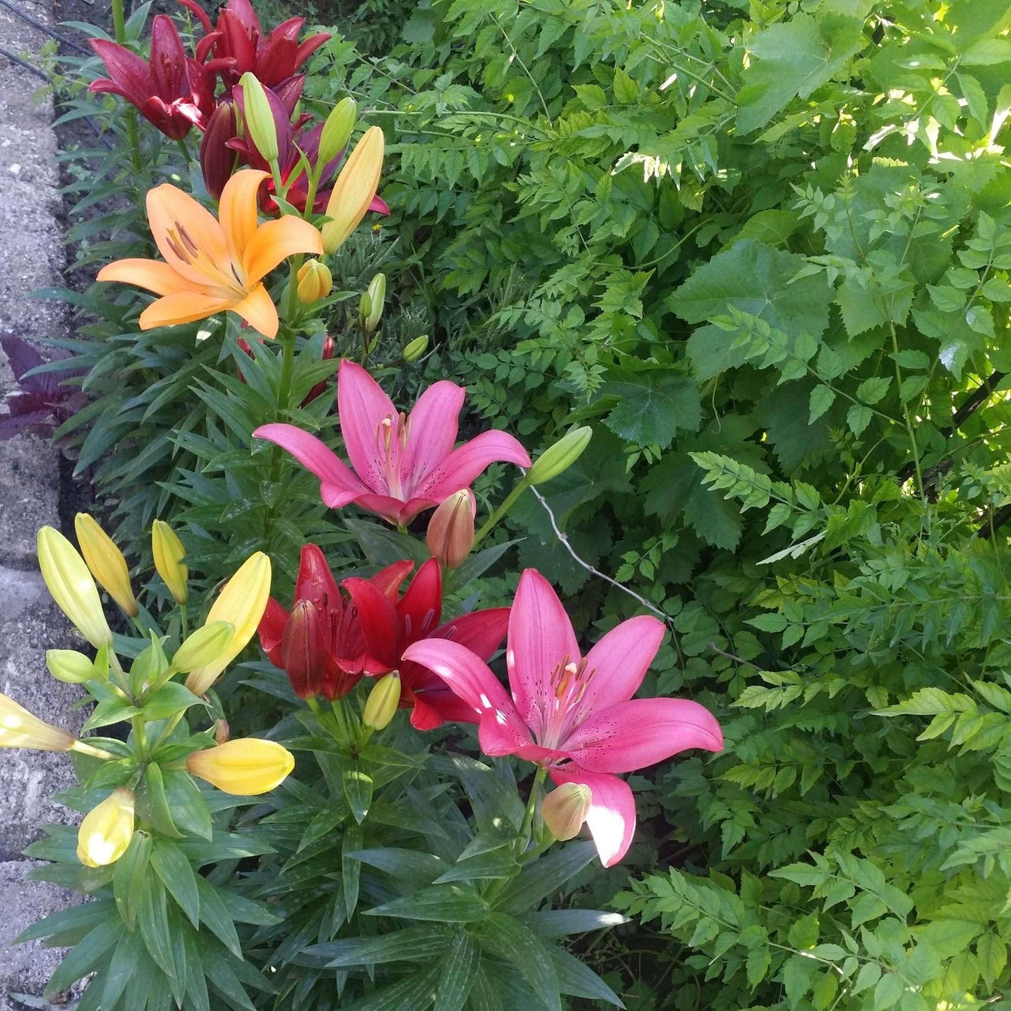 Lilium Asiatic Hybrid Lilies Mix 12 Bulbs Bag - Colorful Flowers Bloom in Summer Sun